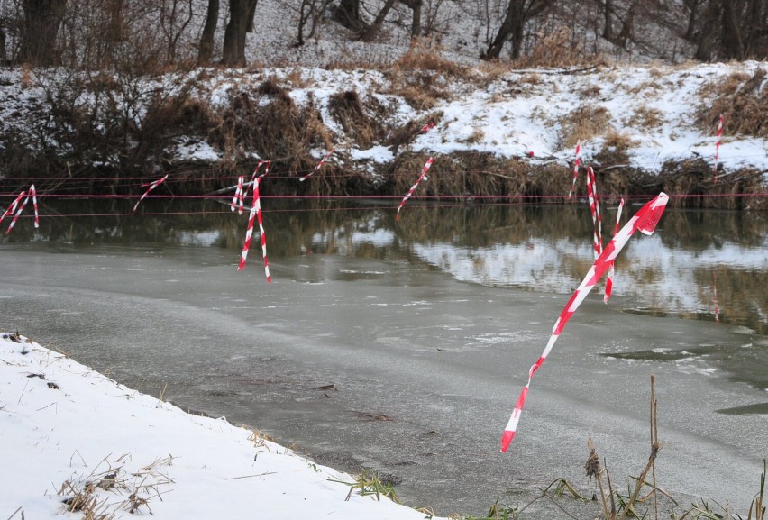 Kormorany trzebią ryby w podkarpackich rzekach. Wędkarze alarmują: straty są ogromne. Prowadzą niecodzienną akcję nad Wisłokiem [ZDJĘCIA]