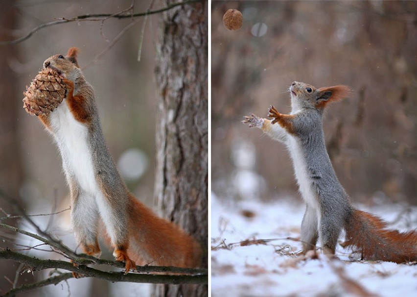 Bliskie spotkanie z wiewiórkami. Te zdjęcia są świetne!