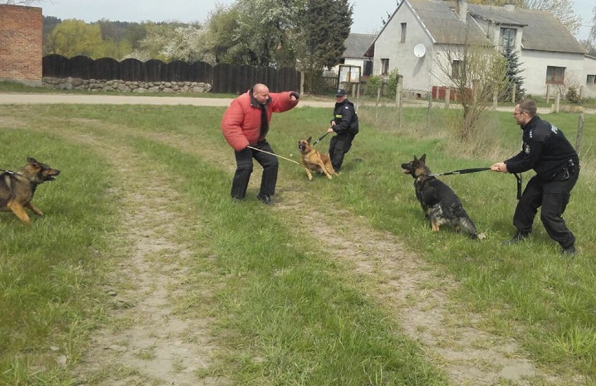 Szkolenie policyjnych psów na poligonie w Brodnicy [zdjęcia]