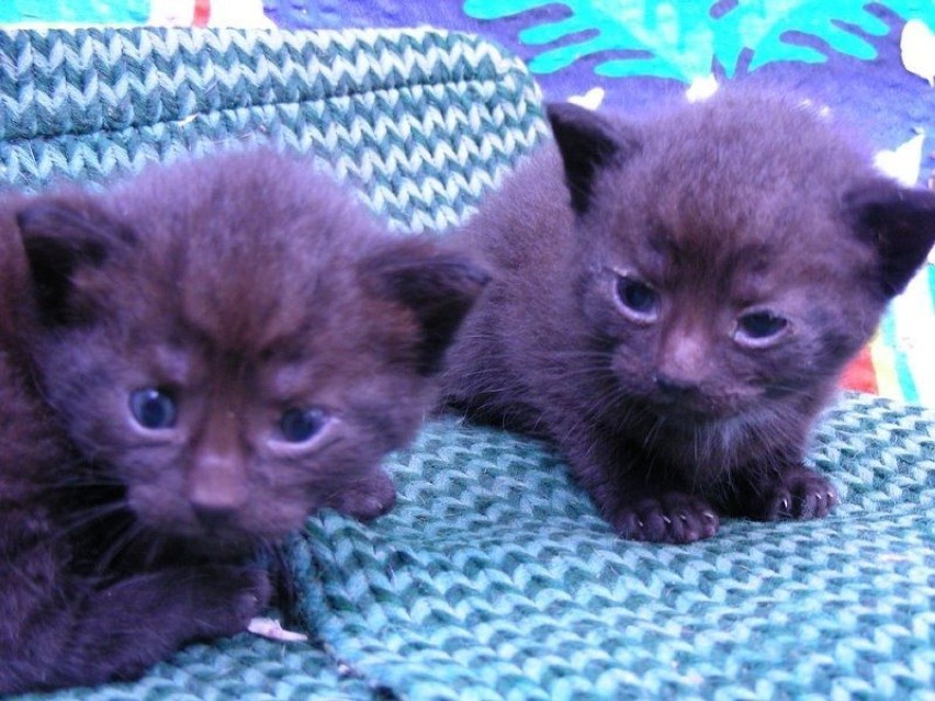 Te dwa małe kociaki też znalazły ciepły dom. Fot. Ewa...