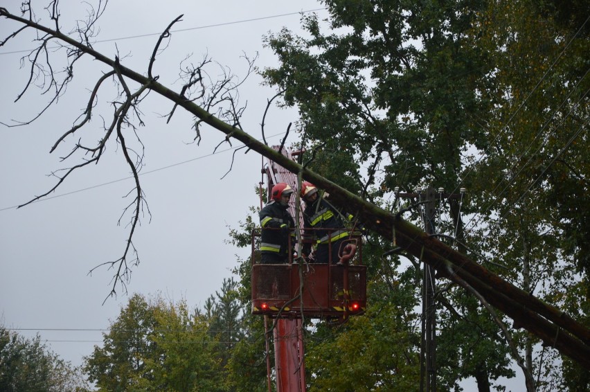 Strażacy usuwają drzewa, które zawisły na linii energetycznej w Skierniewicach [FILM]