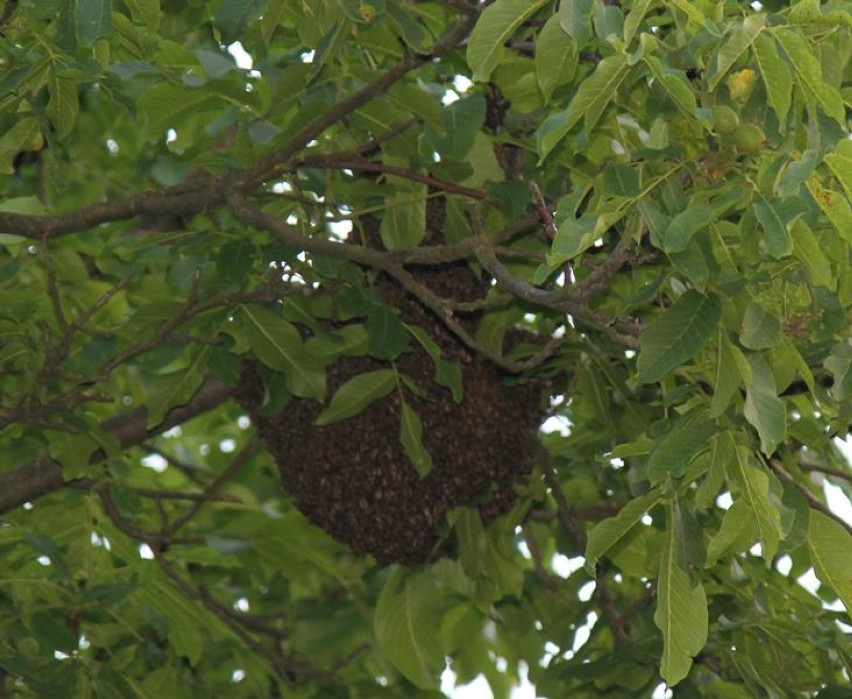 Gniazdo pszczół postawiło na nogi mieszkańców ulicy Słowackiego w Wolsztynie