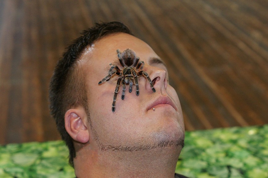 "Fascynujący Świat pająków i skorpionów" w Görlitz 