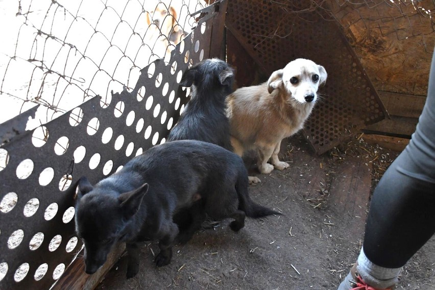 11 listopada odebrano w jeden z wiosek gminy Kobylin 6 psów,...