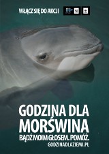 Morświn zagrożony wyginięciem. Z prośbą o pomoc, odwiedzi Wrocław