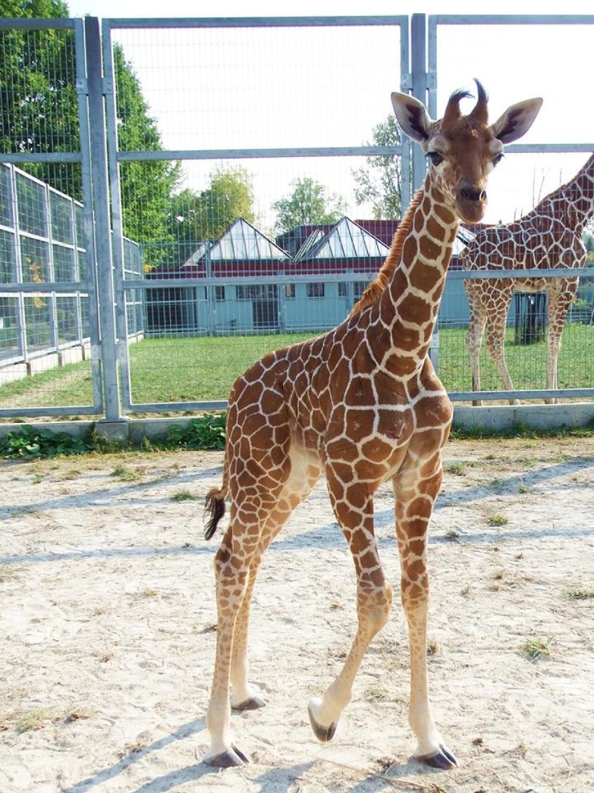 Mała żyrafa ze śląskiego ZOO już z imieniem. Z kilkuset propozycji wybrano....