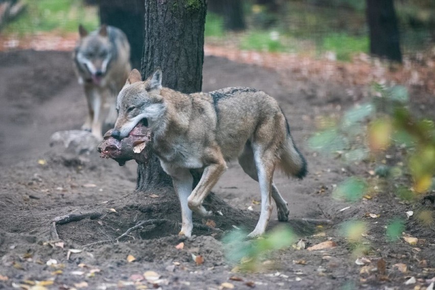 Według wyliczeń myśliwych w podtarnowskich lasach może...