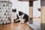 Gaja i Reja czekają na kochający właścicieli. Pomóż znaleźć kociakom z Jeleniej Góry nowy dom