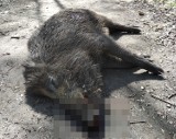 W Lesie Osobowickim leży martwy dzik! Co zrobić, gdy znajdziemy w mieście padłe zwierzę?