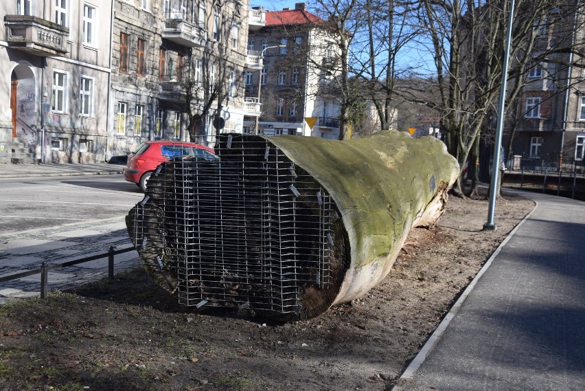 Topola przy ul. Łokietka wrótce zniknie! Dlaczego?