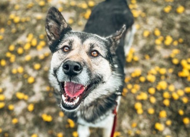 Przygarnij czworonoga ze Schroniska w Gaju. One czekają na domy