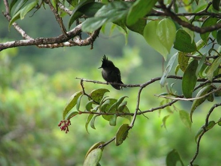 Widok kolibra zawsze cieszy :)