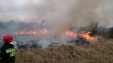 Pożar trawy przy moście Lecha w Poznaniu. Straż apeluje o rozwagę [ZDJĘCIA]