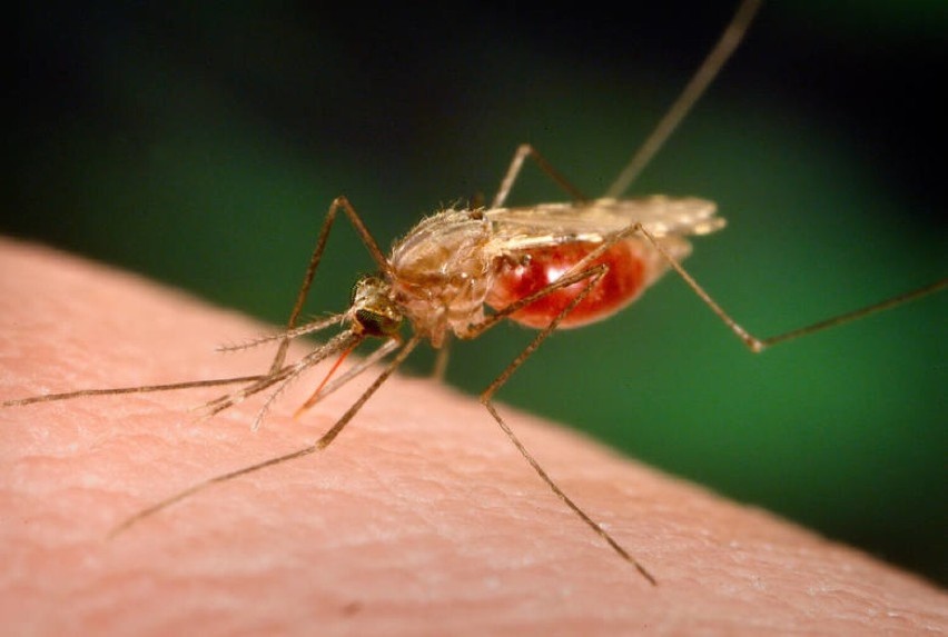 Opryski na komary w Głogowie