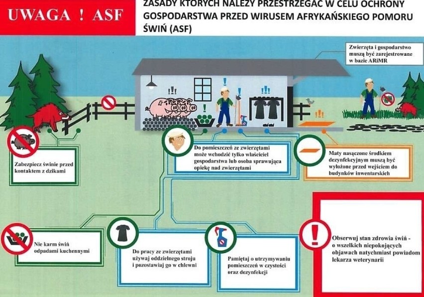 ASF w Lubuskiem: Myśliwi zabiją ponad 2 tysiące dzików w lubuskich lasach. Pierwsze odstrzały już w środę, 15 stycznia