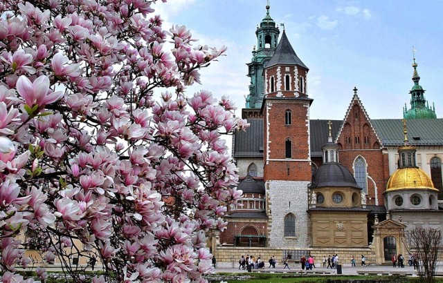 Magnolia na Wzgórzu Wawelskim

Okazja, by zrobić sobie selfie z wawelską magnolią w tle nadarza się tylko przez kilka dni w roku. Warto jednak na nią "zapolować" bo zdjęcia z ukwieconym drzewem prezentują się naprawdę wyjątkowo.