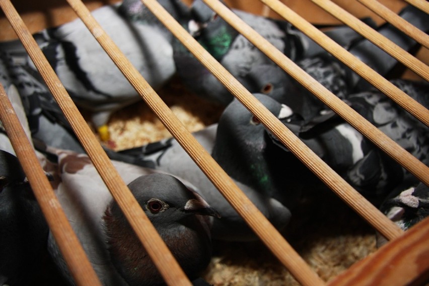 Syców: Hodowcy gołębi z Międzyborza rozpoczęli nowy sezon