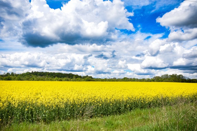 Kwitnący rzepak w okolicy Żar