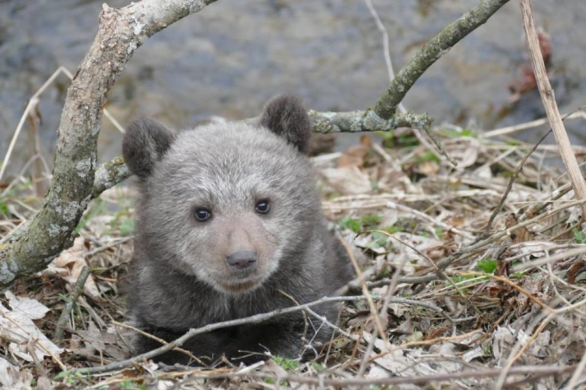 Małą niedźwiedzicę uratowali leśnicy z Cisnej