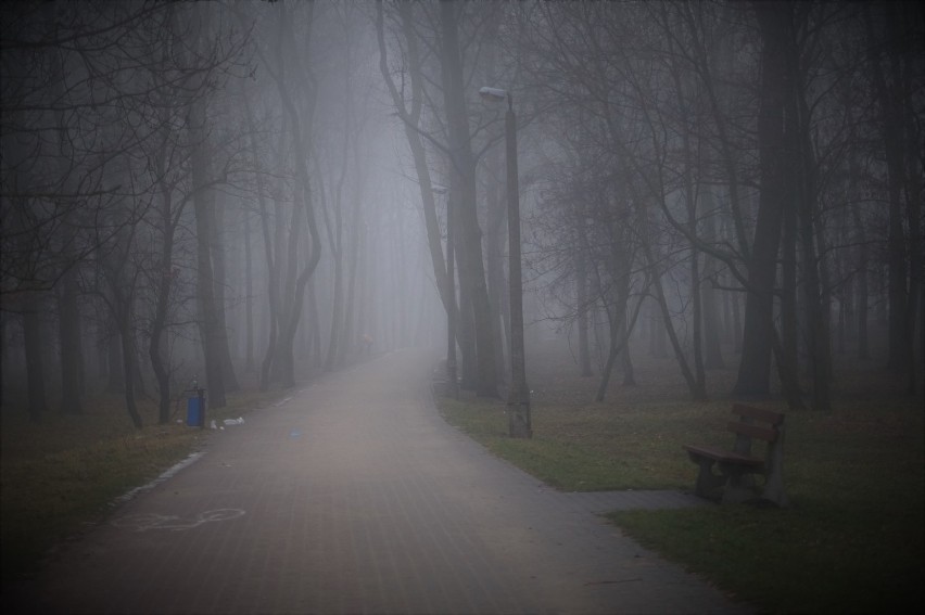 Tajemnicze Solanki w sobotniej mgle [zdjęcia]