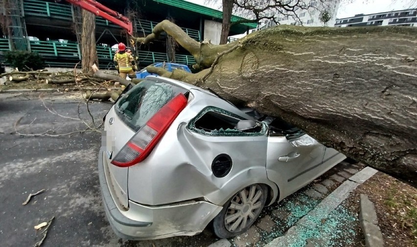 We Wrocławiu ogromne drzewo upadło na samochody. Na szczęście nikomu nic się nie stało