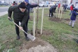 Blisko 70 drzewek zasadzono przy Kórnickiej w Środzie. Sfinansowały je średzkie firmy. Zobaczcie, jak wyglądało ich sadzenie