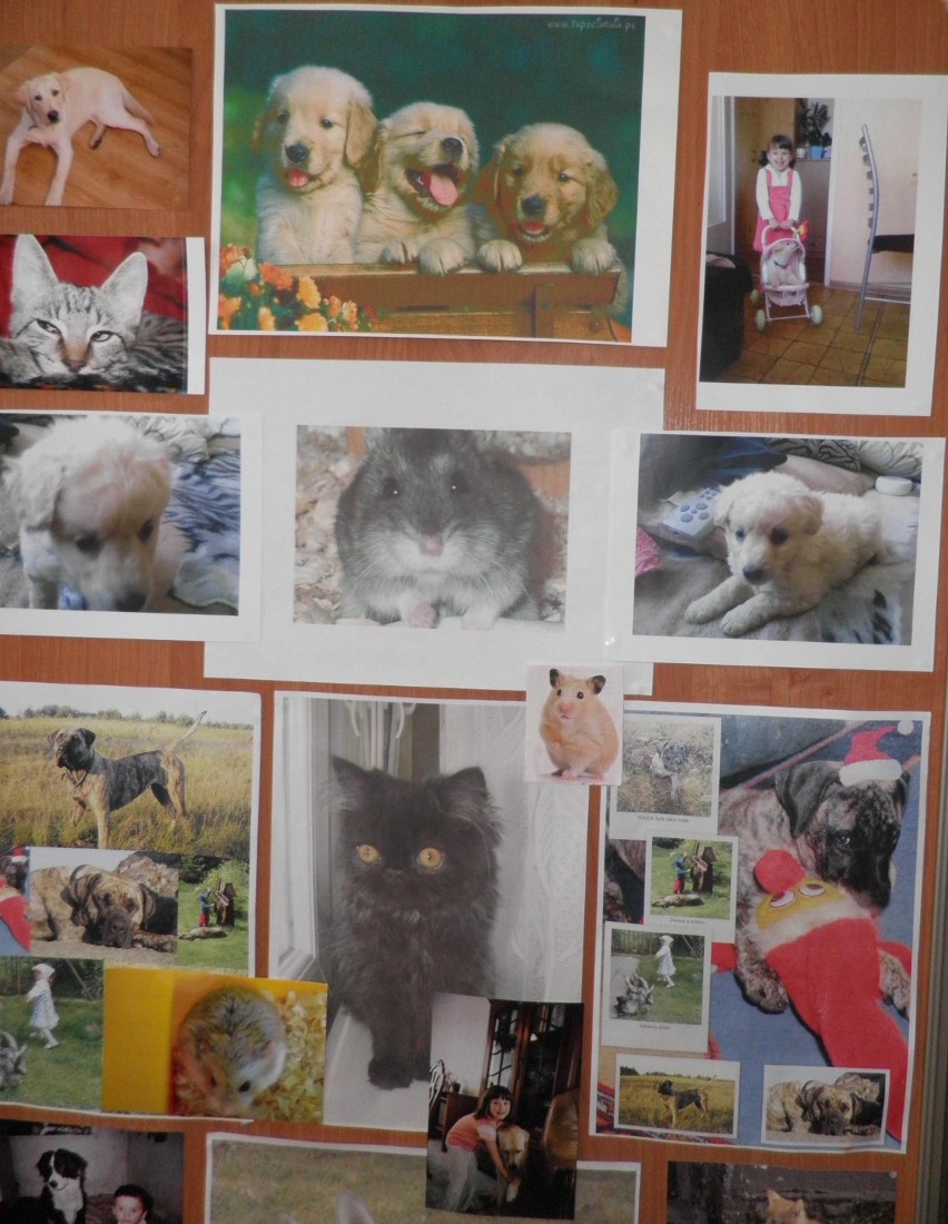 Wystawa fotograficzna zwierząt przedszkolaków