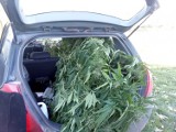 Ponad pół kilograma marihuany i dwumetrowy krzak konopi [FOTO]