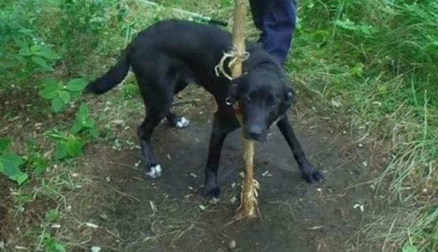 Pies był obrożą i sznurkiem przywiązany do drzewa