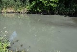 Region. Wędkarze wyłowili martwe ryby z rzeki Samy