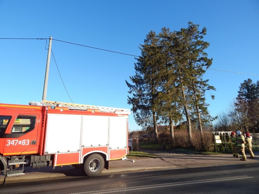 Słupscy strażacy dostali wezwanie do drzewa w Duninowie,...