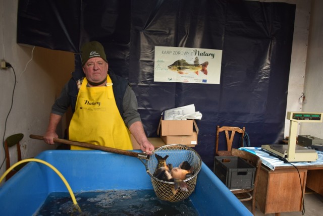 Żywych ryb w sprzedaży moc. Królują karpie, te w Gospodarstwie Rybackim w Międzyrzeczu Roman Chojnacki.