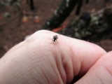 Plaga komarów w Nowej Soli. Na 50 hektarach trwają opryski. Akcje będą też w gminach Otyń i Bytom Odrzański