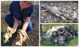 Plaga szczurów, palenie śmieci i znęcanie się nad zwierzętami. Osada romska w Koszarach w Limanowej bohaterem programu TVP 