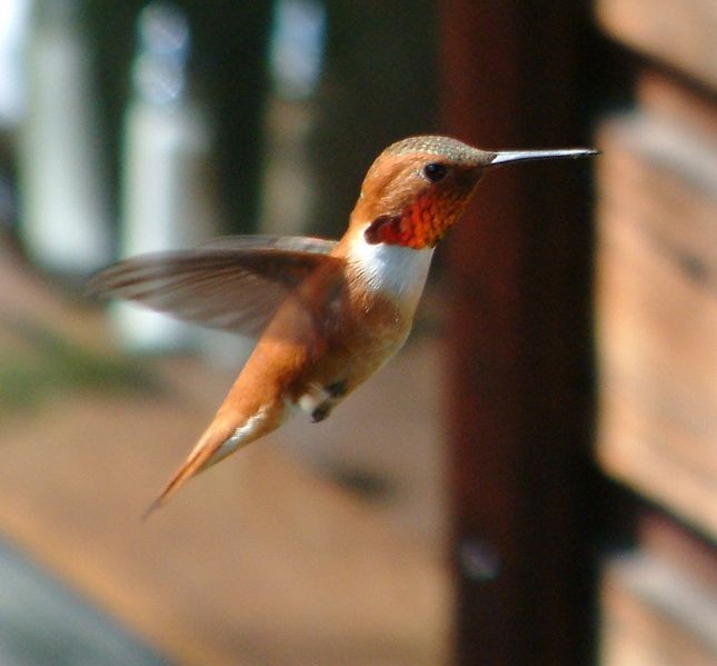 Koliber, najmniejszy ptak świata.