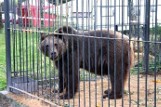 Nowe Zoo w Poznaniu: Niedźwiedziarnię zaczną budować wiosną