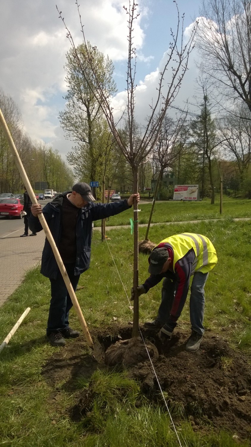 Sadzą nowe drzewa w Mysłowicach. Gdzie? [ZDJĘCIA]