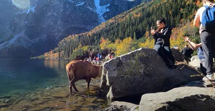 Tatry. W weekend nad Morskim Okiem turystów odwiedził niezwykły gość. W jeziorze spacerował jeleń i nic nie robił sobie z tłumu gapiów