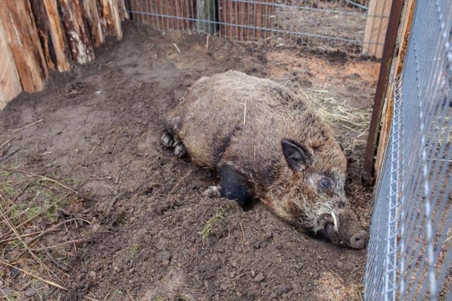 Zygmuś w Leśnym Pogotowiu w Mikołowie jest już spokojny. Ale kiedy go przywieziono, był agresywny