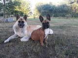 Nasze psy z powiatu szczecineckiego w dniu psa [zdjęcia od Czytelników]