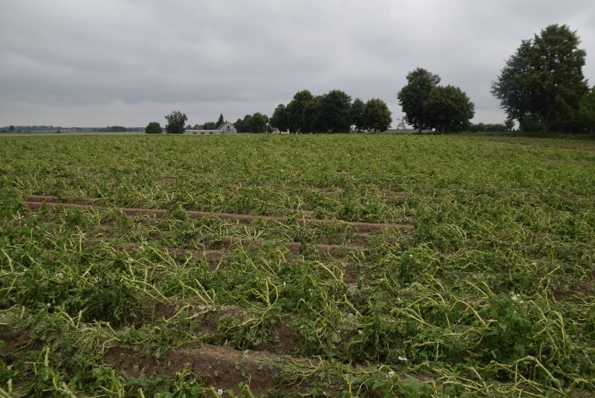 Straty rolników po ulewie 19 06 2020 w gm. Gniezno