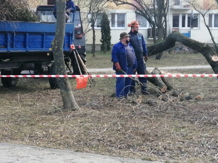 W Skierniewicach mieszkańcy bloków należących do SSM stawiają zarzuty prezesowi. Zaczęło się od wycinki drzew