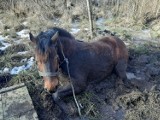 Strażacy pomagali ratować klacz, która ugrzęzła w bagnie koło Czerniewic 