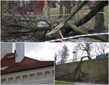 Wiatr strąca dachówki z głogowskiego ratusza i połamał drzewa. Zdjęcia