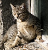 Koty z Wolnych Torów czekają na nowe domy [WIDEO]