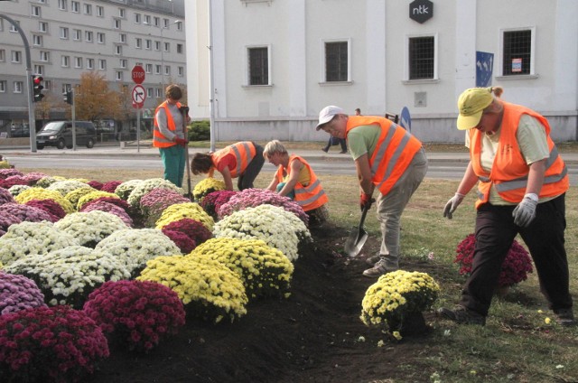 Kolorowe, dorodne chryzantemy można podziwiać  na skrzyżowaniu Warszawskiej i IX Wieków Kielc.