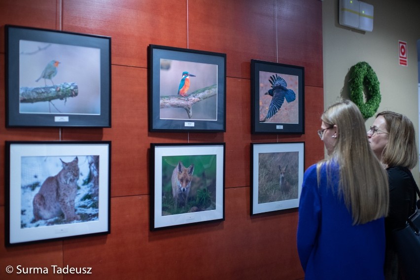 Pozują mu wszystkie zwierzęta, ale on najbardziej lubi fotografować jelenie. Wystawa fotografii przyrodniczej Jana Rybaczuka otwarta w SCK