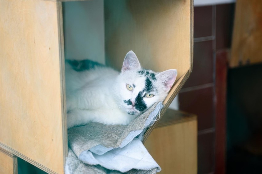 Toruńskie schronisko apeluje o karmę dla kotów