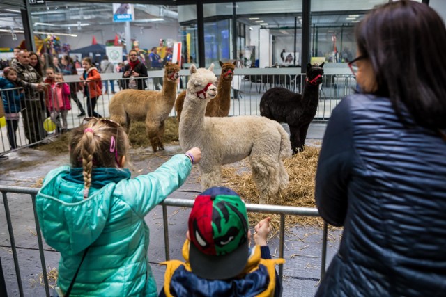 Warsaw Animals Days. Trwają targi dla miłośników zwierząt [ZDJĘCIA]