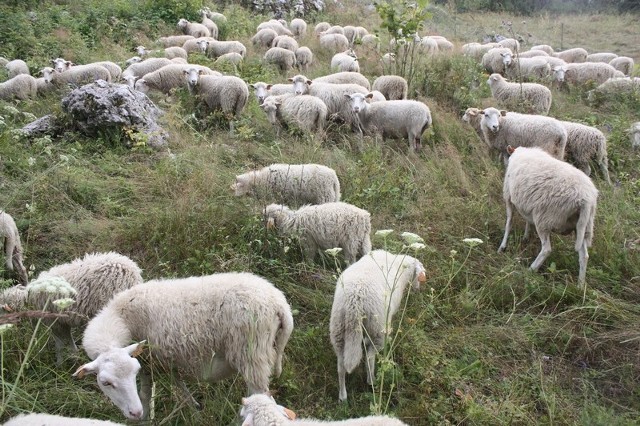 Owce w Podlesicach zdają egzamin. Przeszkodą nie są dla nich nawet jurajskie skałki.
